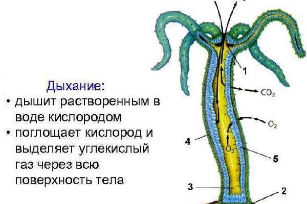 Kraken tor onion зеркало