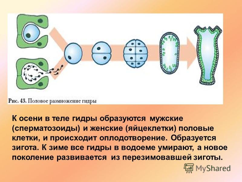 Кракен нарколог